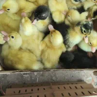 جوجه و اردک یکروزه