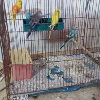 مرغ عشق|پرنده|زارچ, |دیوار