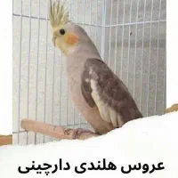 عروس هلندی دارچینی یا آهویی