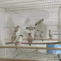 فنچ نرگسی شکلاتی