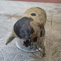 بره|حیوانات مزرعه|کوهدشت, |دیوار