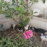 نیمچه مرغ زینتی و مرغ کرچ