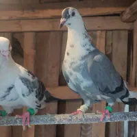 چند عدد کبوتر یا کفتر