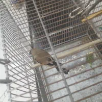 واگذاری سهره کرمانی نر بخون