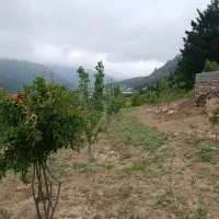 باغ فروشی با درختای مثمر