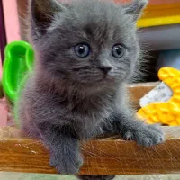 بچه توله گربه بریتیش نقدی و چکی