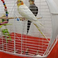 عروس هلندی