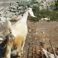 فوری کهردوقلوزا