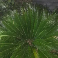 گل سیکاس ۱۰ ساله