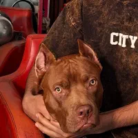 پیتبول تریر رد نوز Pitbull trier red nose