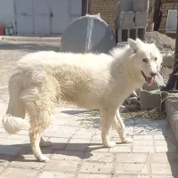 سگ هاسکی ۱ ساله