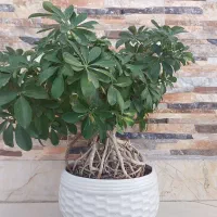 بونسای شفلرا