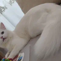 گربه پرشین میکس نر