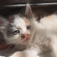 بچه گربه بامزه