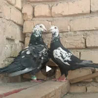 بزک سیاه
