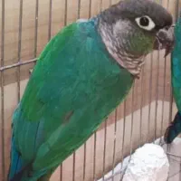گرینچیک گمشده