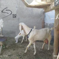 بز گلابی آبستن دوماه