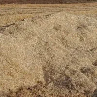 کاه گندم در دولت آباد