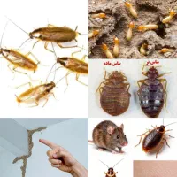 سم پاشی حشرات منازل کل اهواز موریانه سوسک ساس موش