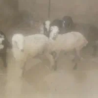 ۵عددبره سه ماهه نژاد خوب براتیمار