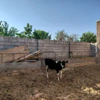 گوساله