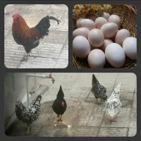 مرغ و خروس گلین چهل تاج با بهترین رسیدگی