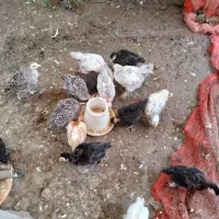جوجه اردک اسرائیلی. گردن لختی. بوقلمون. برهما)