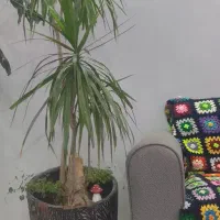 گل دراسنا تنه دار