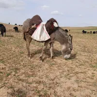 الاغ جوان ماده