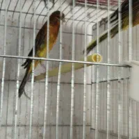 فروش قناری