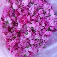 گلاب سنگین تازه