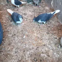 خوشرنگ سیاه|پرنده|محمدیه-قزوین, |دیوار