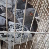 جوجه پلاکی