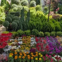 باغبان نهال گلکاری رز شمشاد درختچه کود هرس سمپاشی