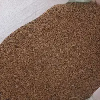 گندم|خوردنی و آشامیدنی|گنبد کاووس, |دیوار