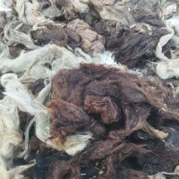 پشم گوسفند تمیز وشسته کیلویی ۴۰