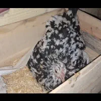 مرغ گلین کرچ یا کرک