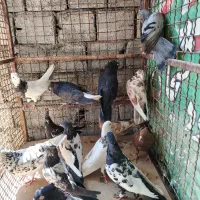 کبوتر رنگی
