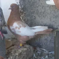کبوتر رنگی