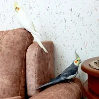 عروس هلندی گمشده