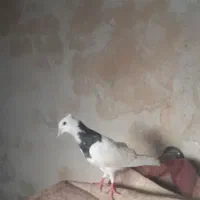 طوقی آبی جوجه
