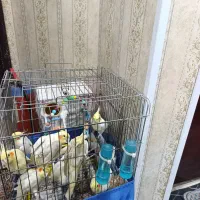 فروش هشت عدد عروس هلندی بالغ اشتی