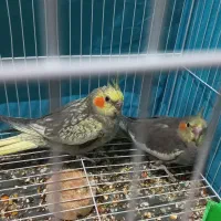 جوجه عروس هلندی