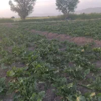 فارو زدن چغندر با فرقان  با اکیب مجرب.