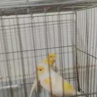 فروش قناری نر و ماده