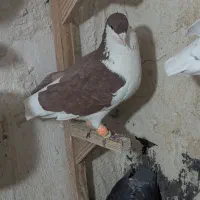 نروماده شهری سیاه و سرخ