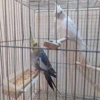 عروس هلندی