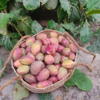 فروش گامرزنگی شیرین