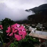 صاحبخونه گندم