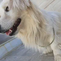 سگ پا کوتاه